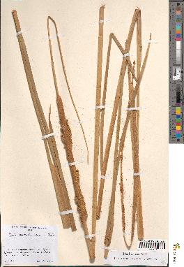 spécimen de Typha australis