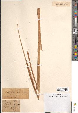 spécimen de Typha australis
