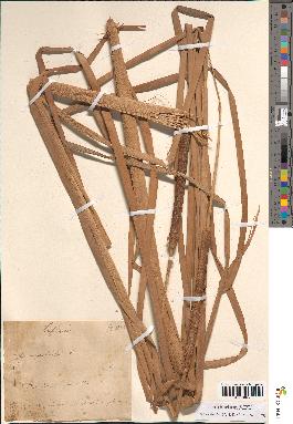 spécimen de Typha australis