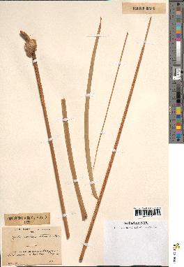 spécimen de Typha australis