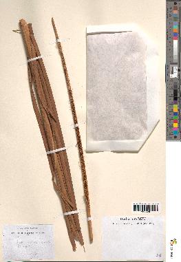 spécimen de Typha australis