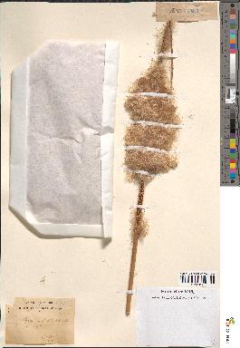 spécimen de Typha australis