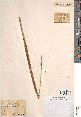 spécimen de Typha australis