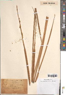 spécimen de Typha australis