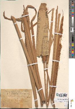 spécimen de Typha australis