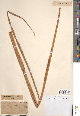 spécimen de Typha angustifolia