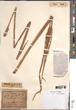 spécimen de Typha angustifolia