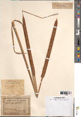 spécimen de Typha angustifolia