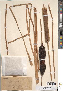 spécimen de Typha angustata