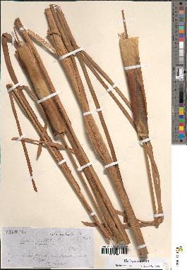 spécimen de Typha angustata