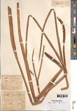 spécimen de Typha angustata