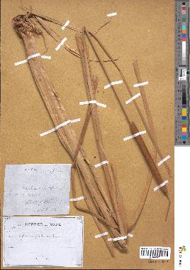 spécimen de Typha angustifolia