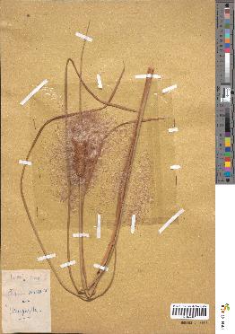 spécimen de Typha minima