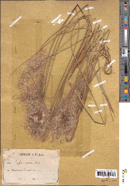 spécimen de Typha minima