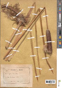 spécimen de Typha latifolia