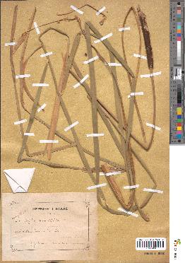 spécimen de Typha angustifolia