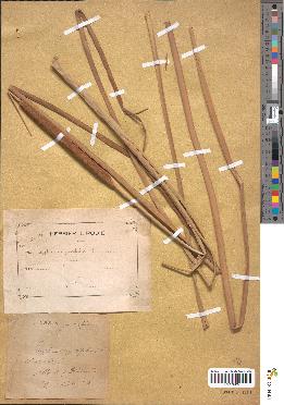 spécimen de Typha angustifolia
