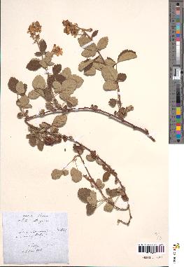 spécimen de Rubus tomentosus