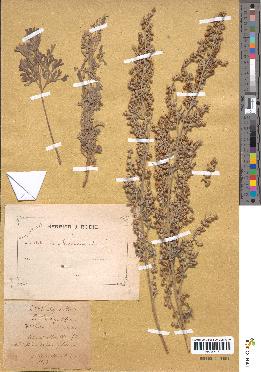 spécimen de Artemisia absinthium