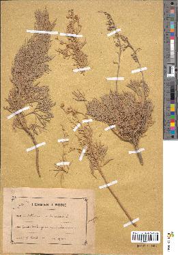 spécimen de Artemisia arborescens