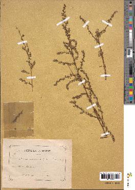 spécimen de Artemisia campestris