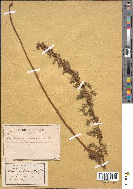 spécimen de Artemisia chamaemelifolia