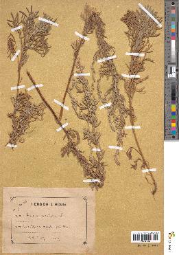 spécimen de Artemisia caerulescens