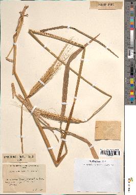 spécimen de Triticum monococcum