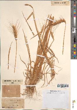 spécimen de Triticum sativum