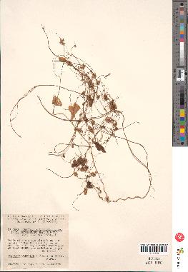 spécimen de Cuscuta australis