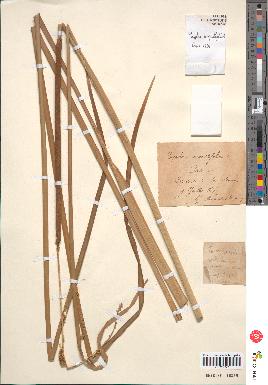 spécimen de Typha angustifolia