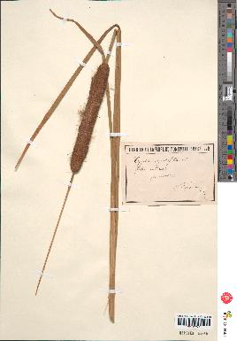 spécimen de Typha angustifolia
