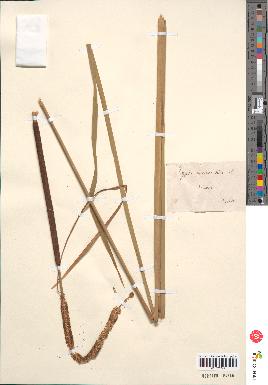 spécimen de Typha angustifolia