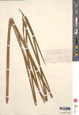 spécimen de Typha angustifolia