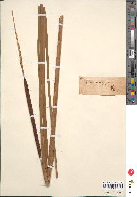 spécimen de Typha angustifolia