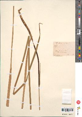 spécimen de Typha angustifolia