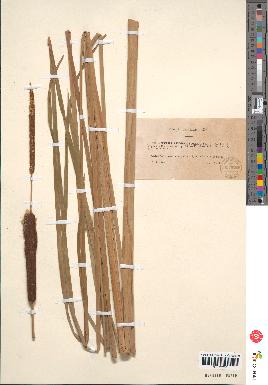 spécimen de Typha angustifolia