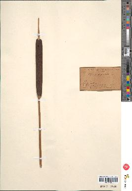 spécimen de Typha angustifolia