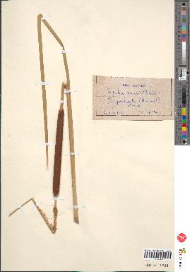 spécimen de Typha angustifolia