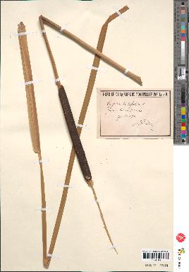 spécimen de Typha latifolia