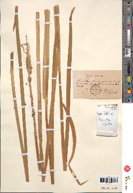 spécimen de Typha latifolia