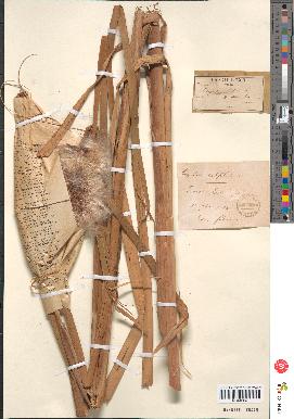 spécimen de Typha latifolia