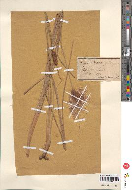 spécimen de Typha martini