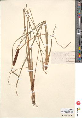 spécimen de Typha martini