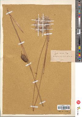 spécimen de Typha minima