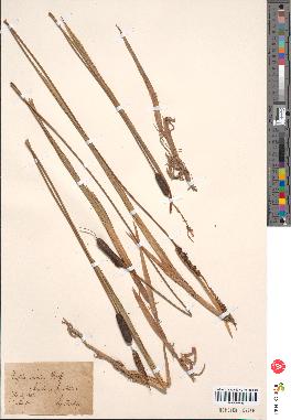 spécimen de Typha minima