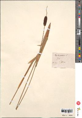 spécimen de Typha minima