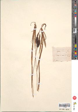 spécimen de Typha minima