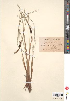 spécimen de Typha minima
