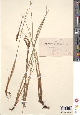 spécimen de Typha minima